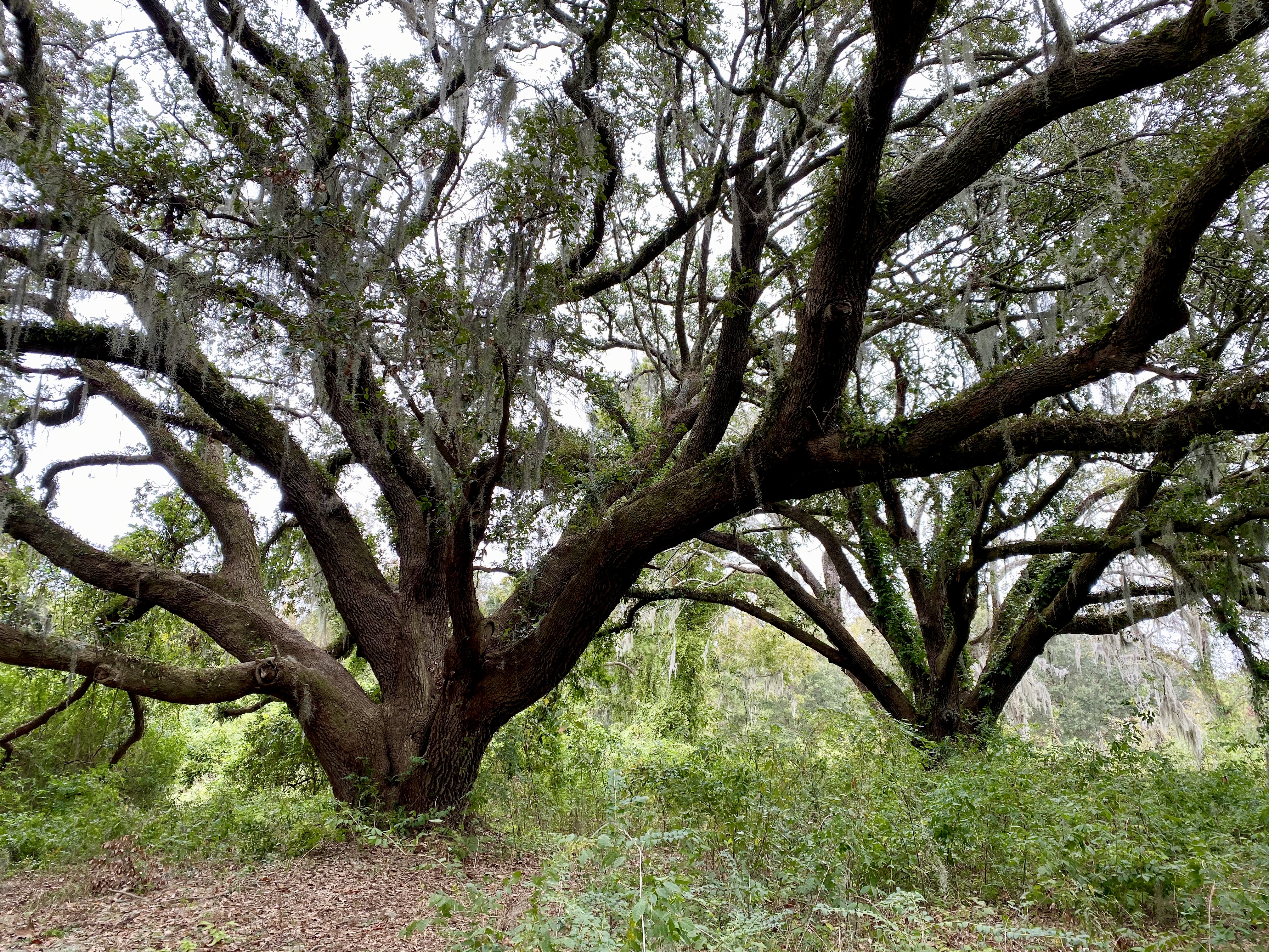 fullsizeoutput_1e679