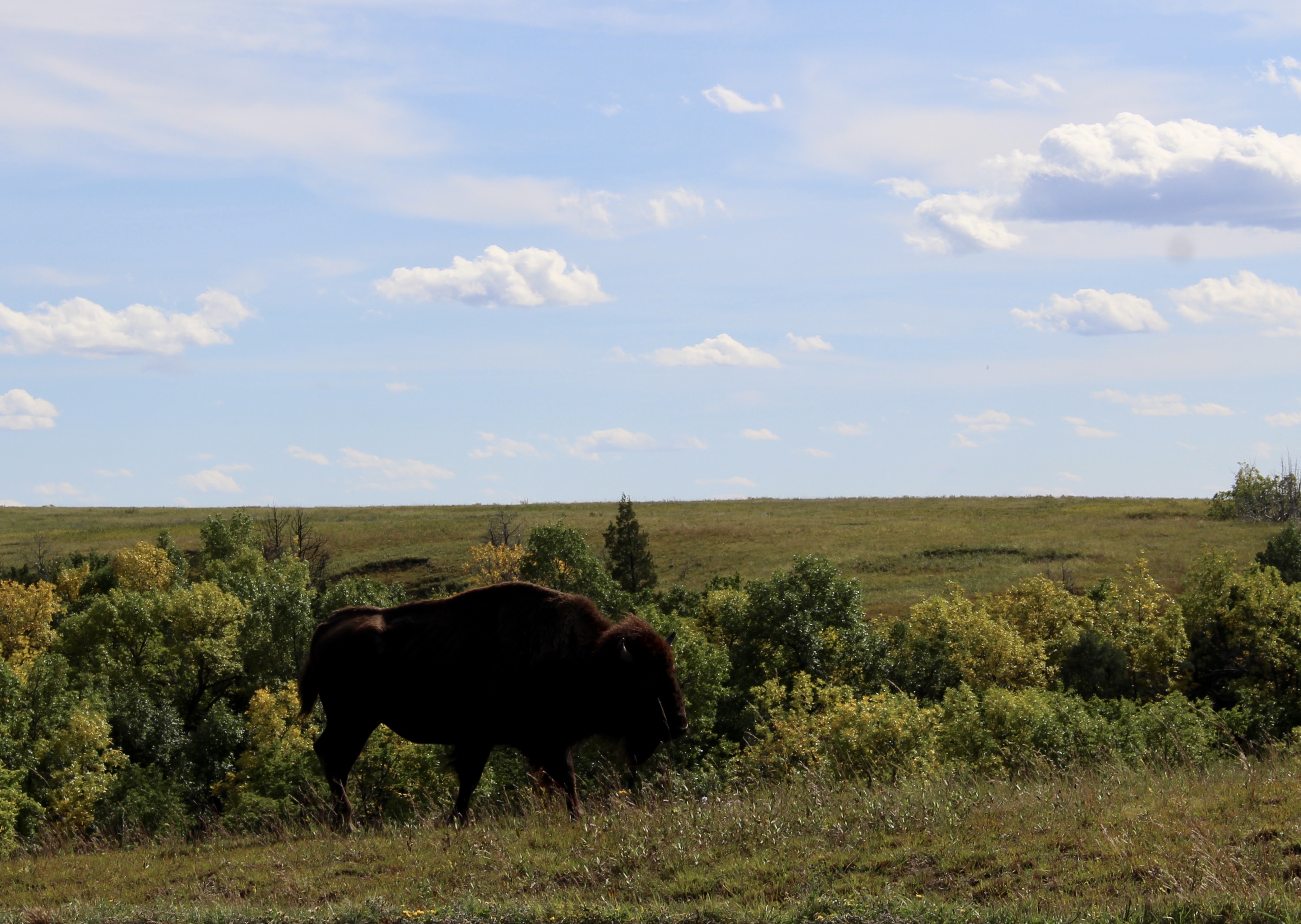 fullsizeoutput_1eef1