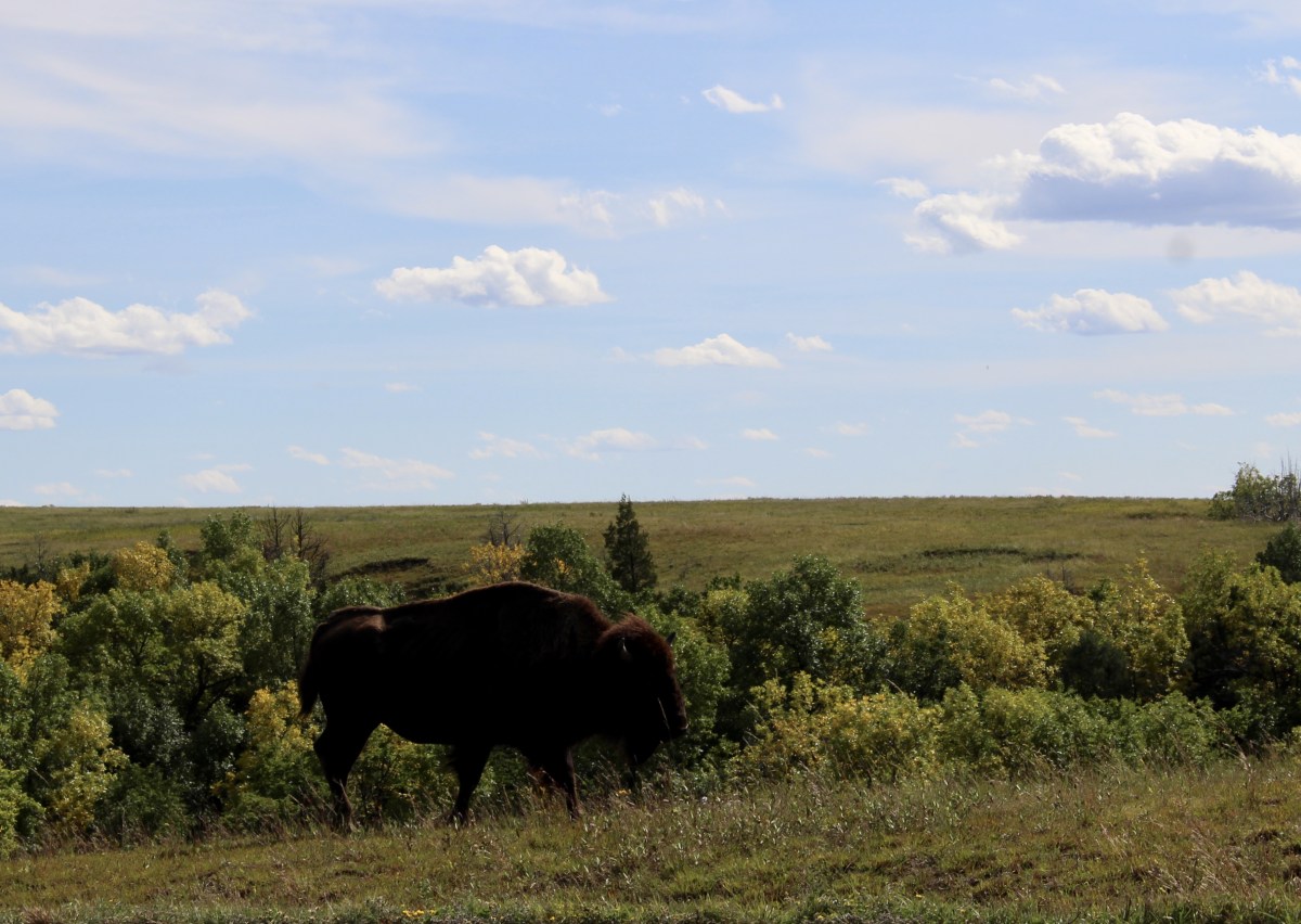 fullsizeoutput_1eef1