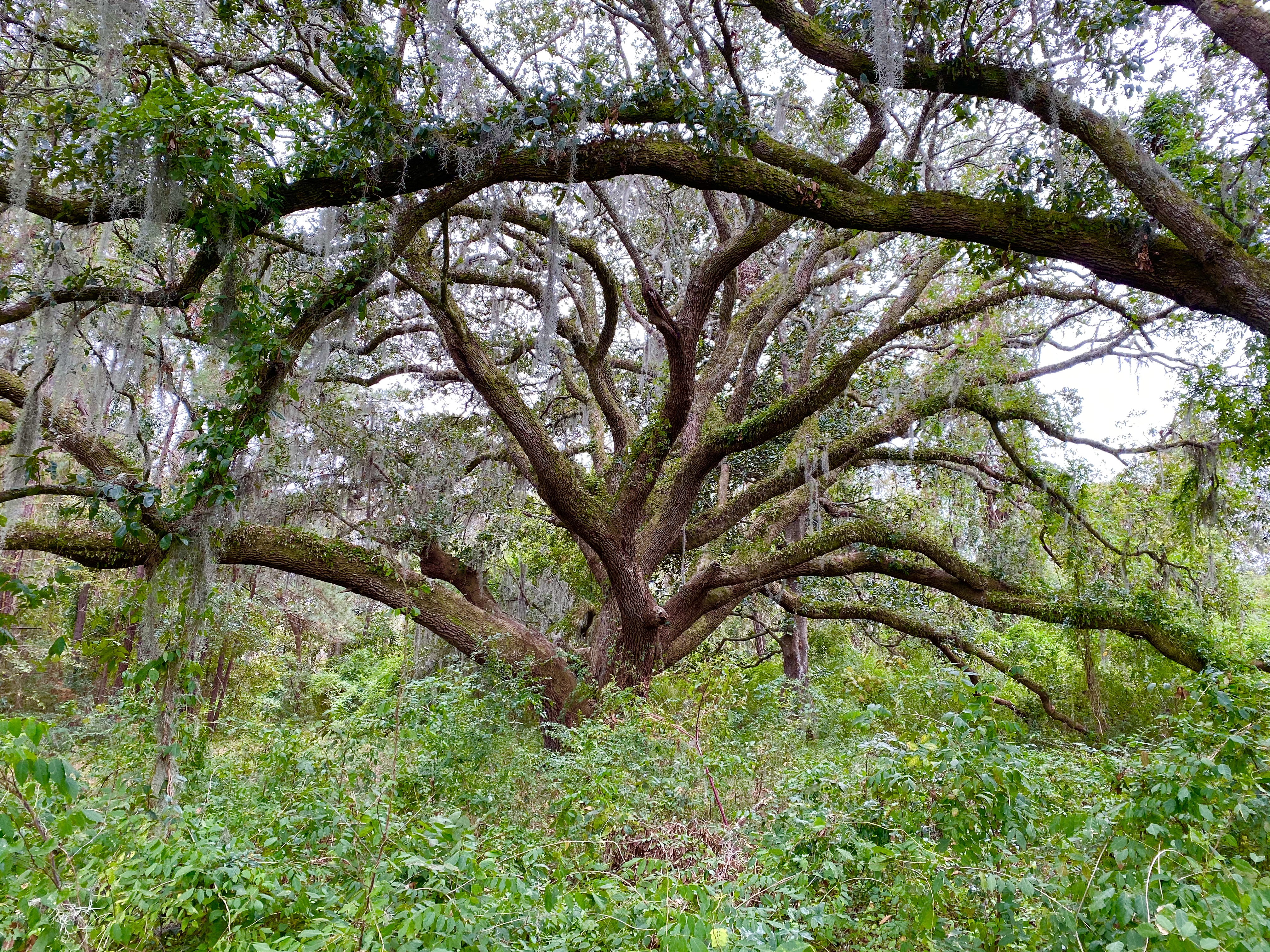 fullsizeoutput_1b1d1