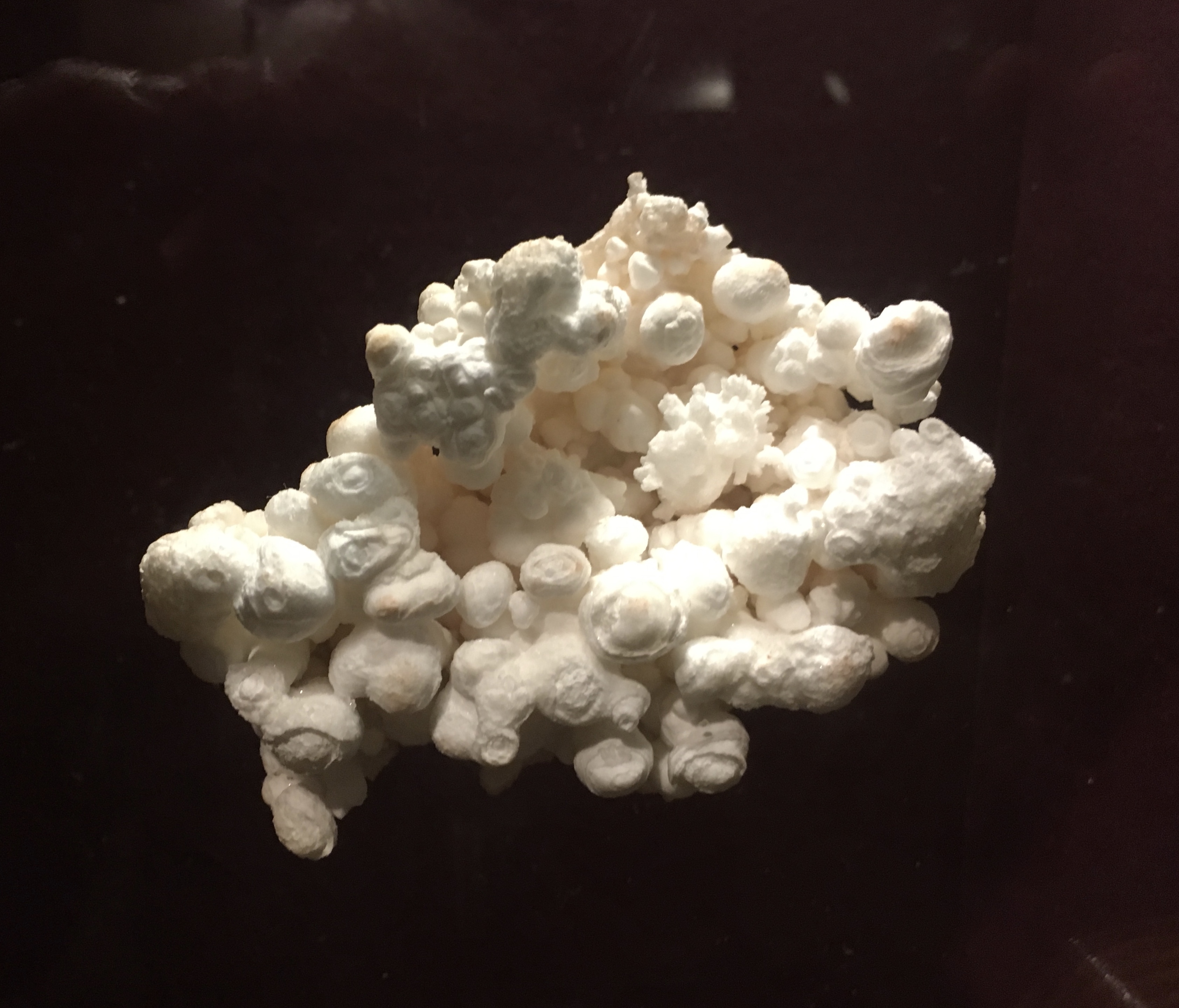 fullsizeoutput_1f415